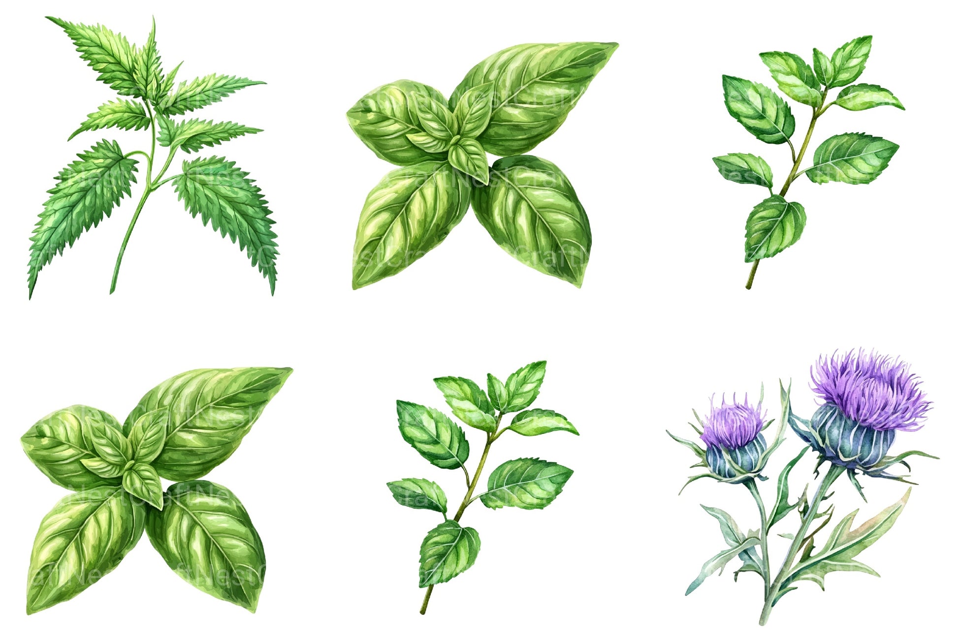 Medicinal Herbs Clipart Bundle - CraftNest - Digital Crafting and Art