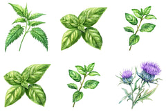 Medicinal Herbs Clipart Bundle - CraftNest - Digital Crafting and Art
