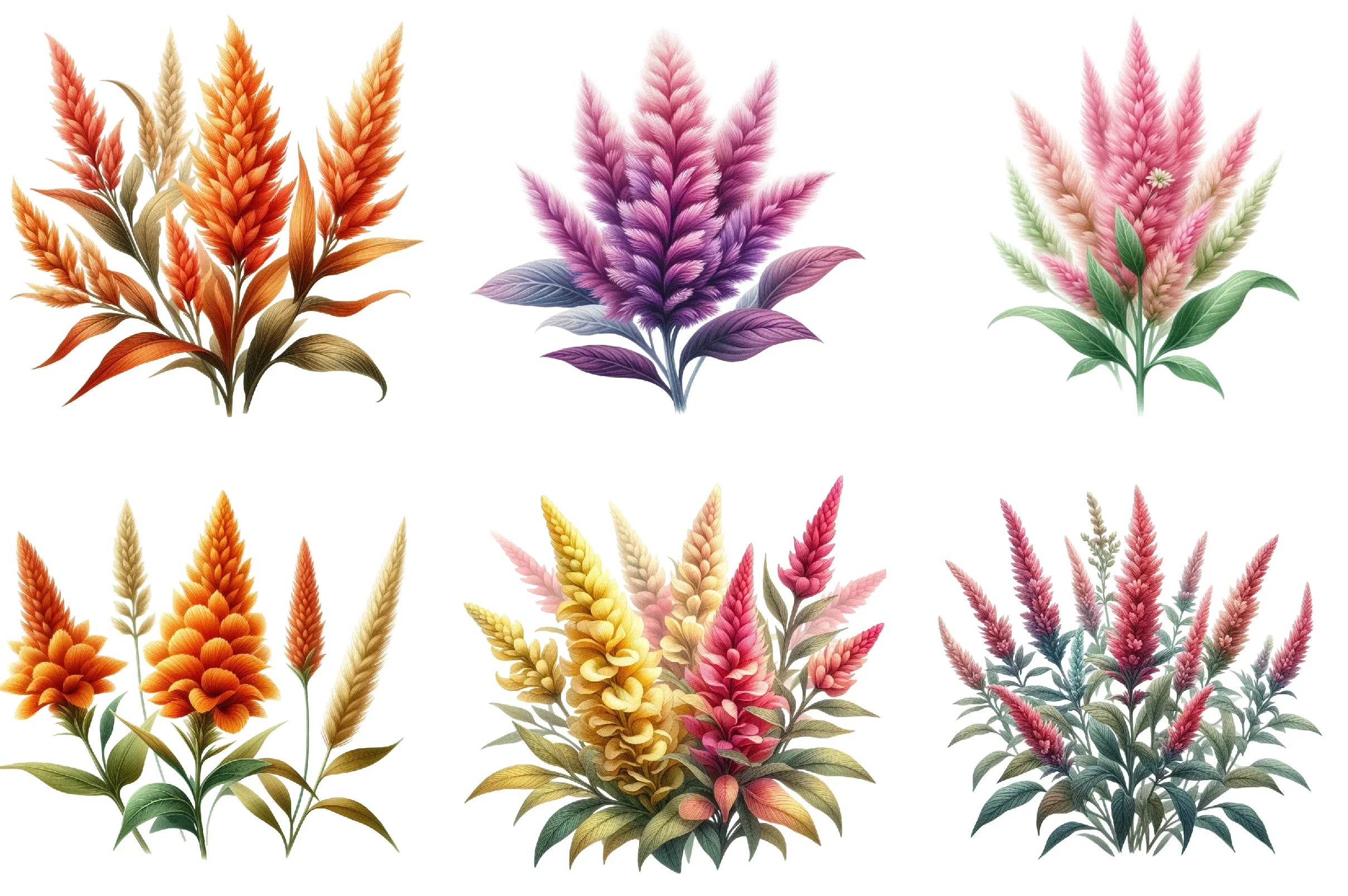 Celosia Flower Clipart Bundle - CraftNest - Digital Crafting and Art