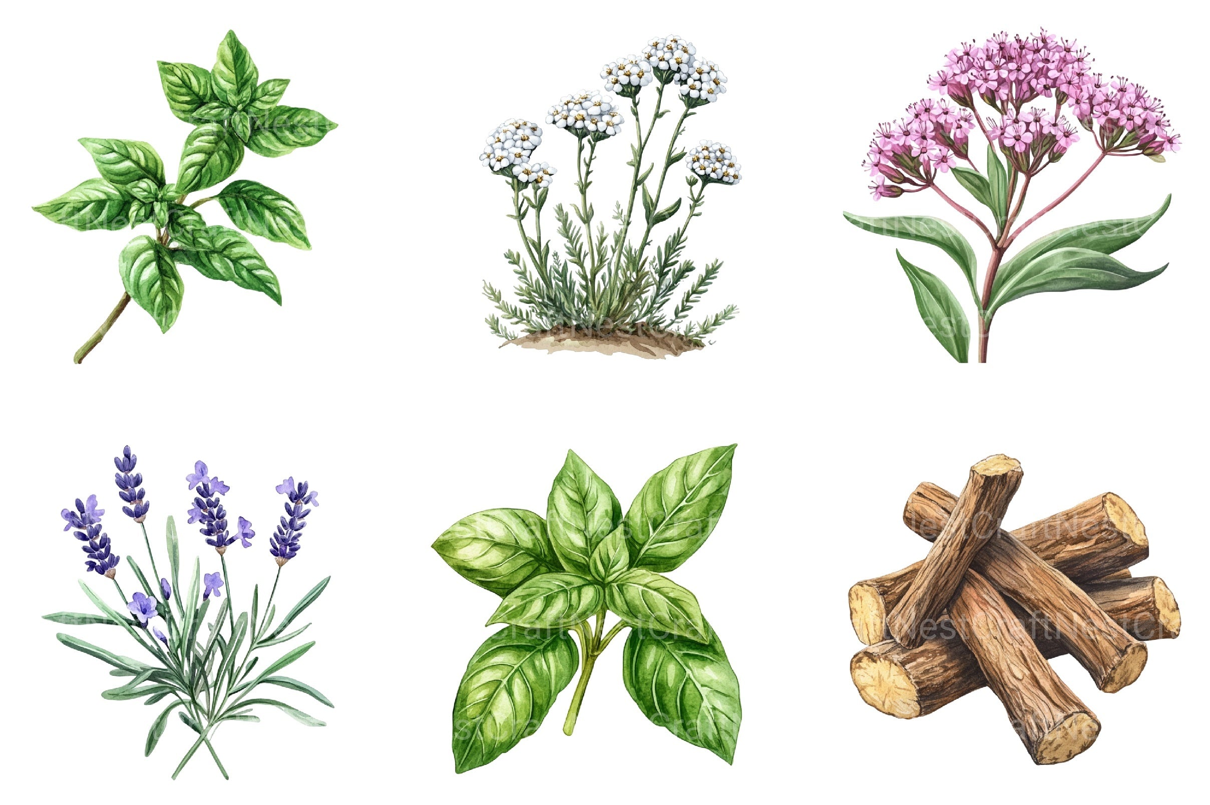 Medicinal Herbs Clipart Bundle - CraftNest - Digital Crafting and Art