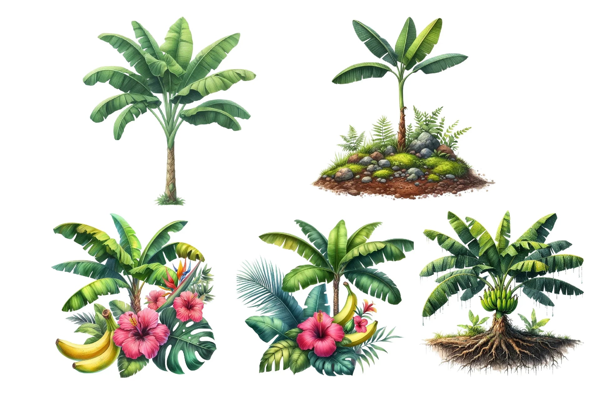 Banana Tree Free Clipart Bundle - CraftNest - Digital Crafting and Art