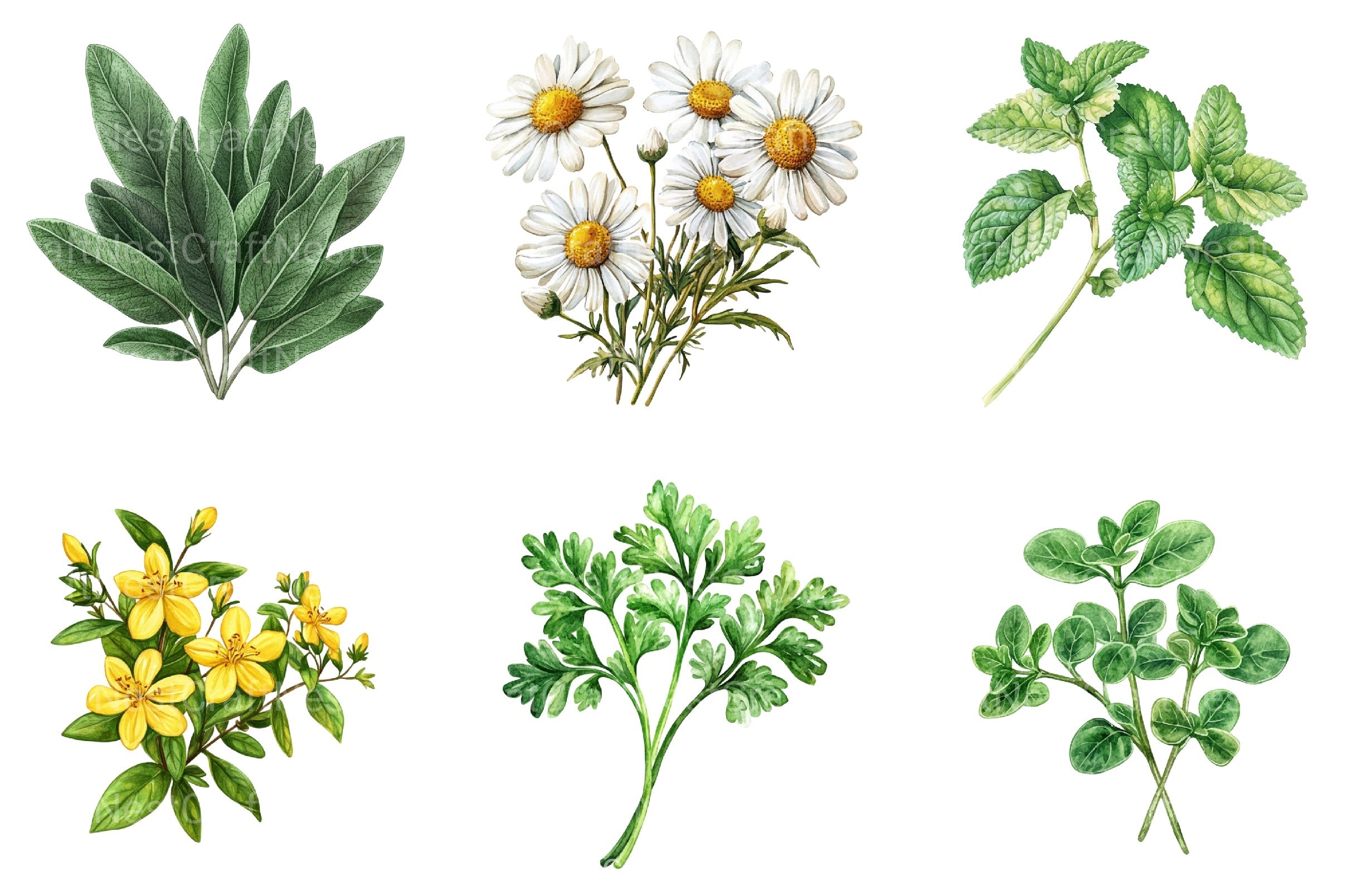 Medicinal Herbs Clipart Bundle - CraftNest - Digital Crafting and Art
