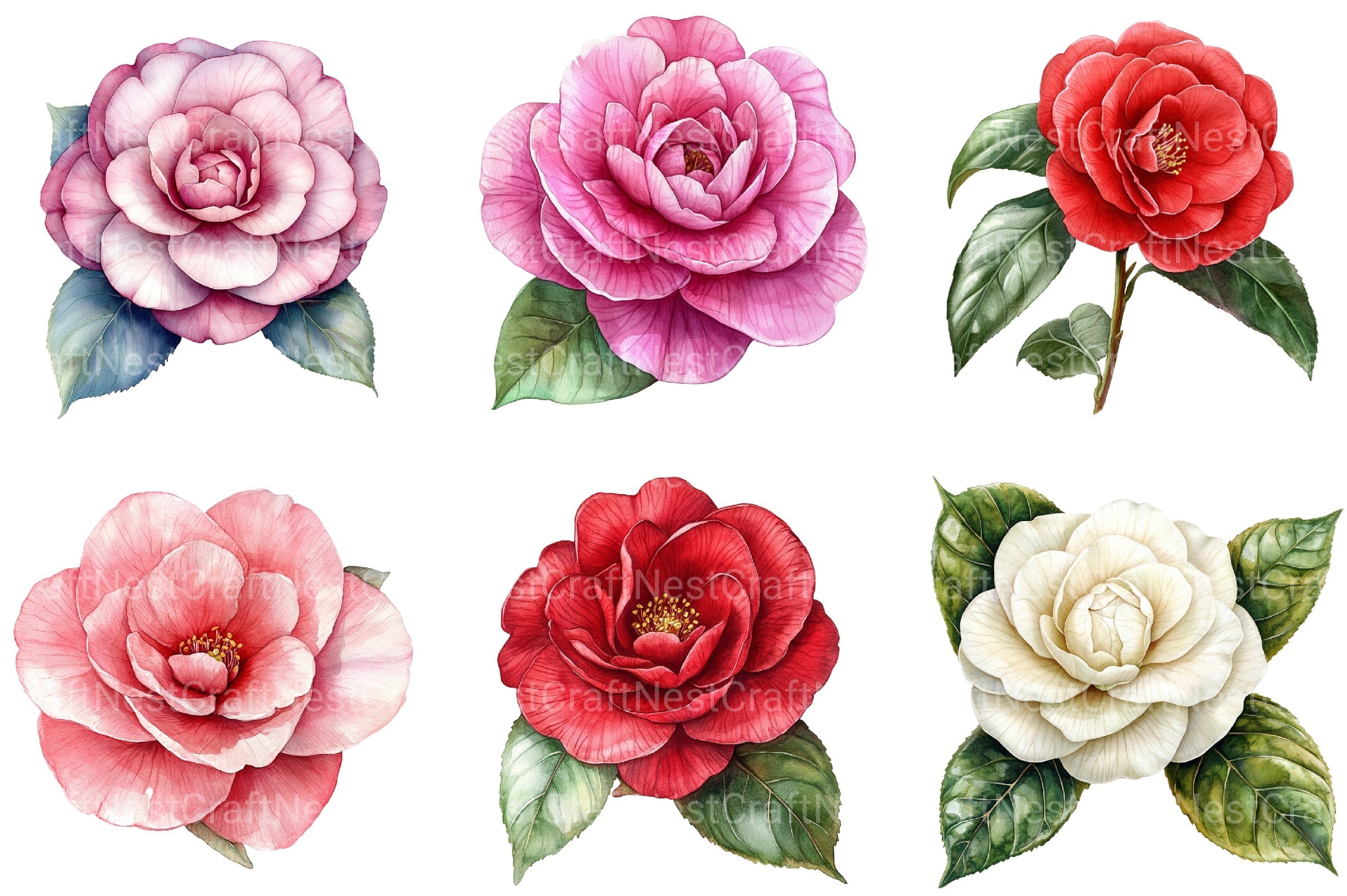 Camellia Flower Bloom Clipart Bundle 99 - CraftNest - Digital Crafting and Art