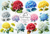 Hydrangea Flowers Clipart Bundle