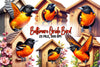Baltimore Oriole Bird Clipart Bundle