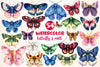 Insects Butterfly & Moth Clipart Bundle