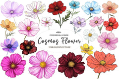 Cosmos Flower Bloom Clipart Bundle - CraftNest - Digital Crafting and Art