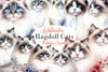 Ragdoll Cats Clipart Bundle