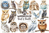 Owl Owlet Clipart Bundle 2