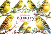 Canary Clipart Bundle