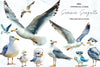 Summer Seagulls Clipart Bundle