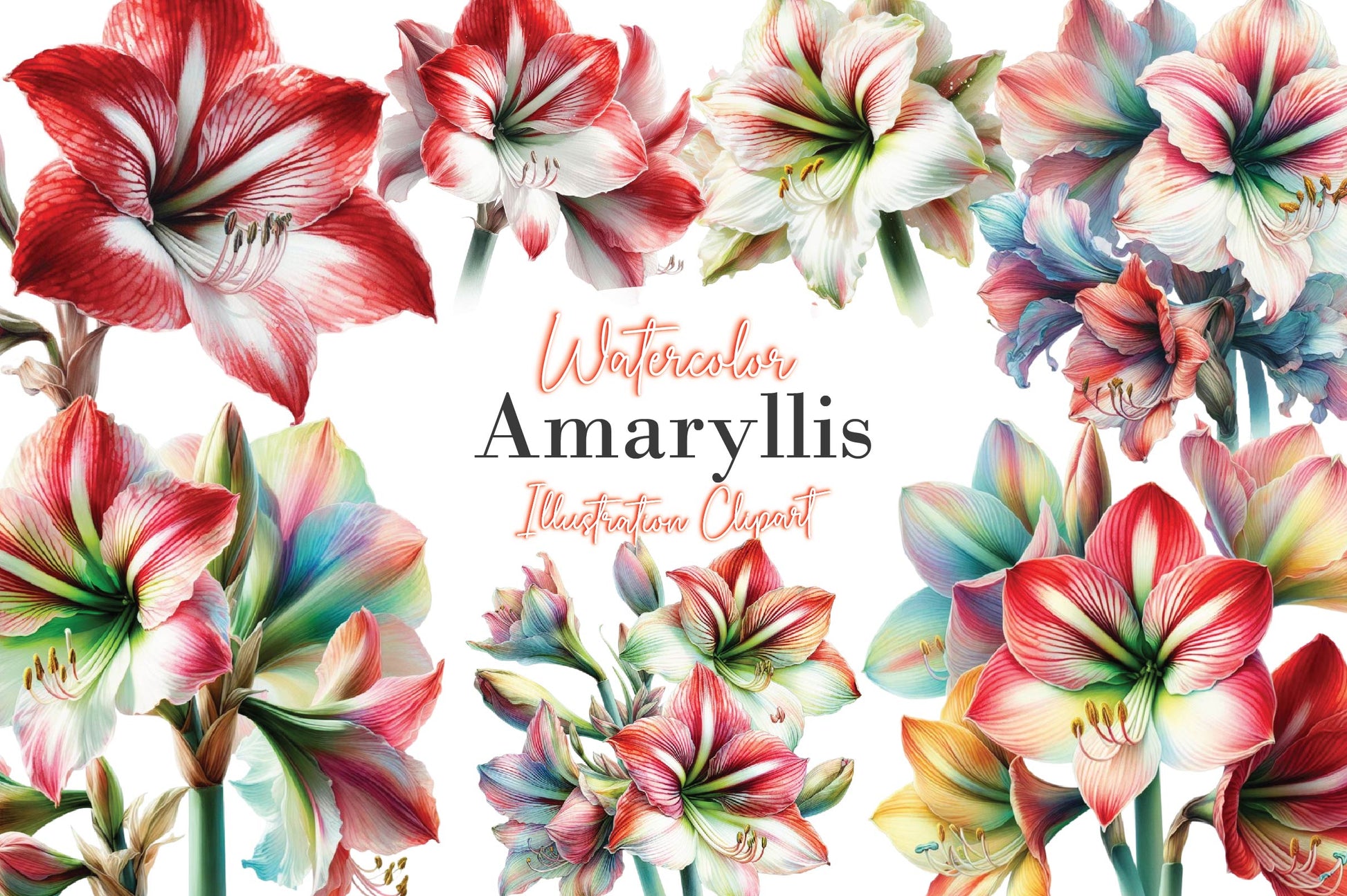 Amaryllis Clipart Bundle - CraftNest - Digital Crafting and Art