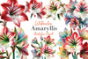 Amaryllis Clipart Bundle