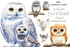 Owl & Owlet Clipart Bundle