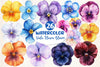 Viola Flower Bloom Clipart Bundle 2