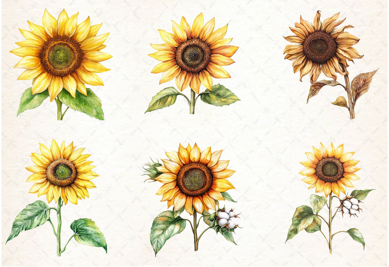 Sunflowers Clipart Bundle - CraftNest - Digital Crafting and Art