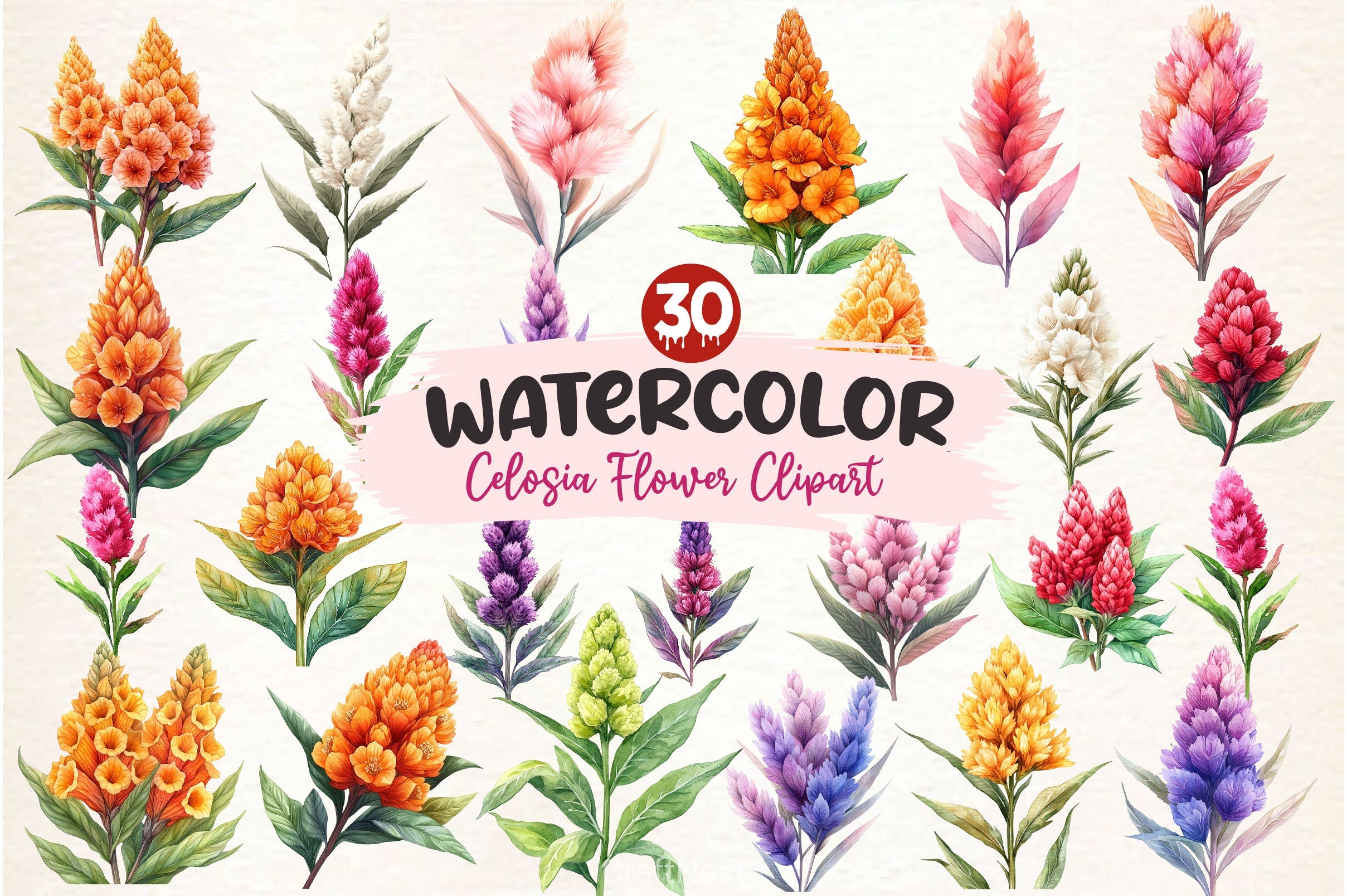 Celosia Flower Clipart Bundle 2 - CraftNest - Digital Crafting and Art