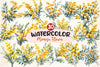 Mimosa Flower Clipart Bundle