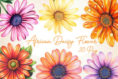 African Daisy Flower Bloom Clipart Bundle - CraftNest - Digital Crafting and Art