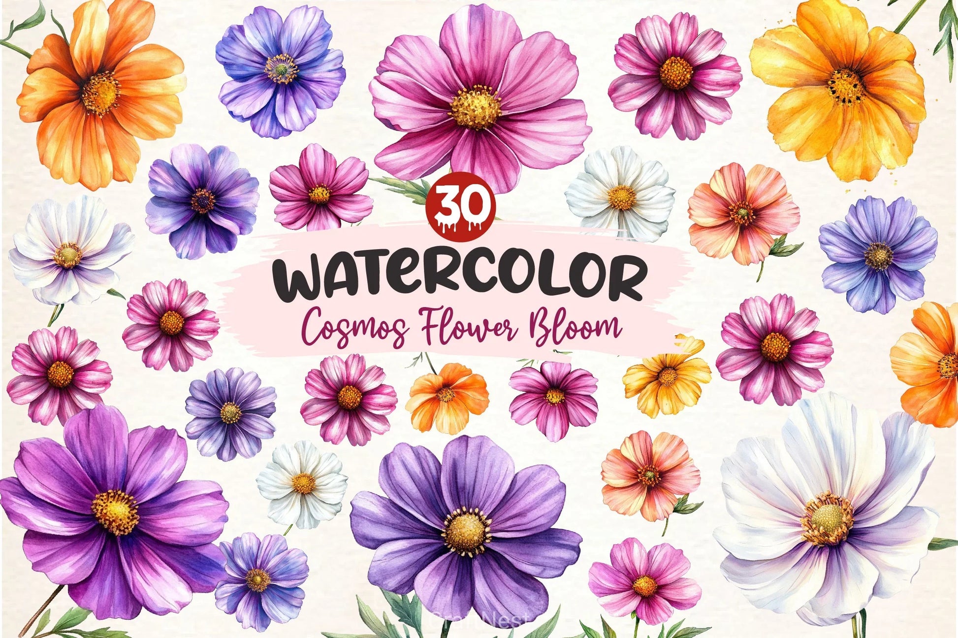 Cosmos Flower Bloom Clipart Bundle 2 - CraftNest - Digital Crafting and Art