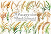 Wheat Clipart Bundle