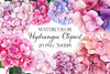 Hydrangea Clipart Bundle 12