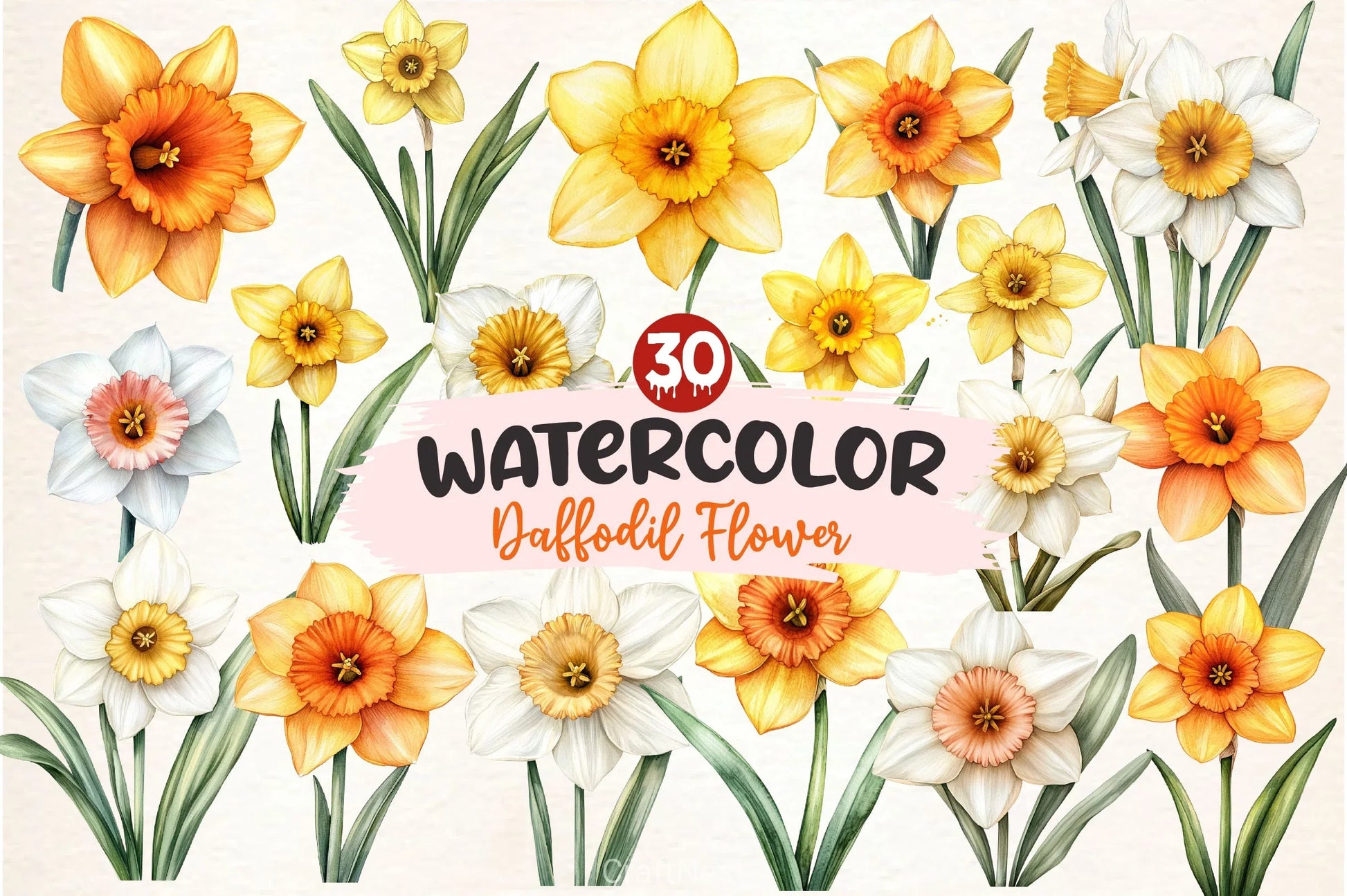Daffodil Flower Clipart Bundle 2 - CraftNest - Digital Crafting and Art