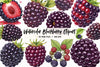Blackberry Clipart Bundle 2