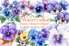 Pansy Flowers Clipart Bundle