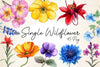 Single Wildflower Clipart Bundle