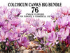 Colchicum Canvas