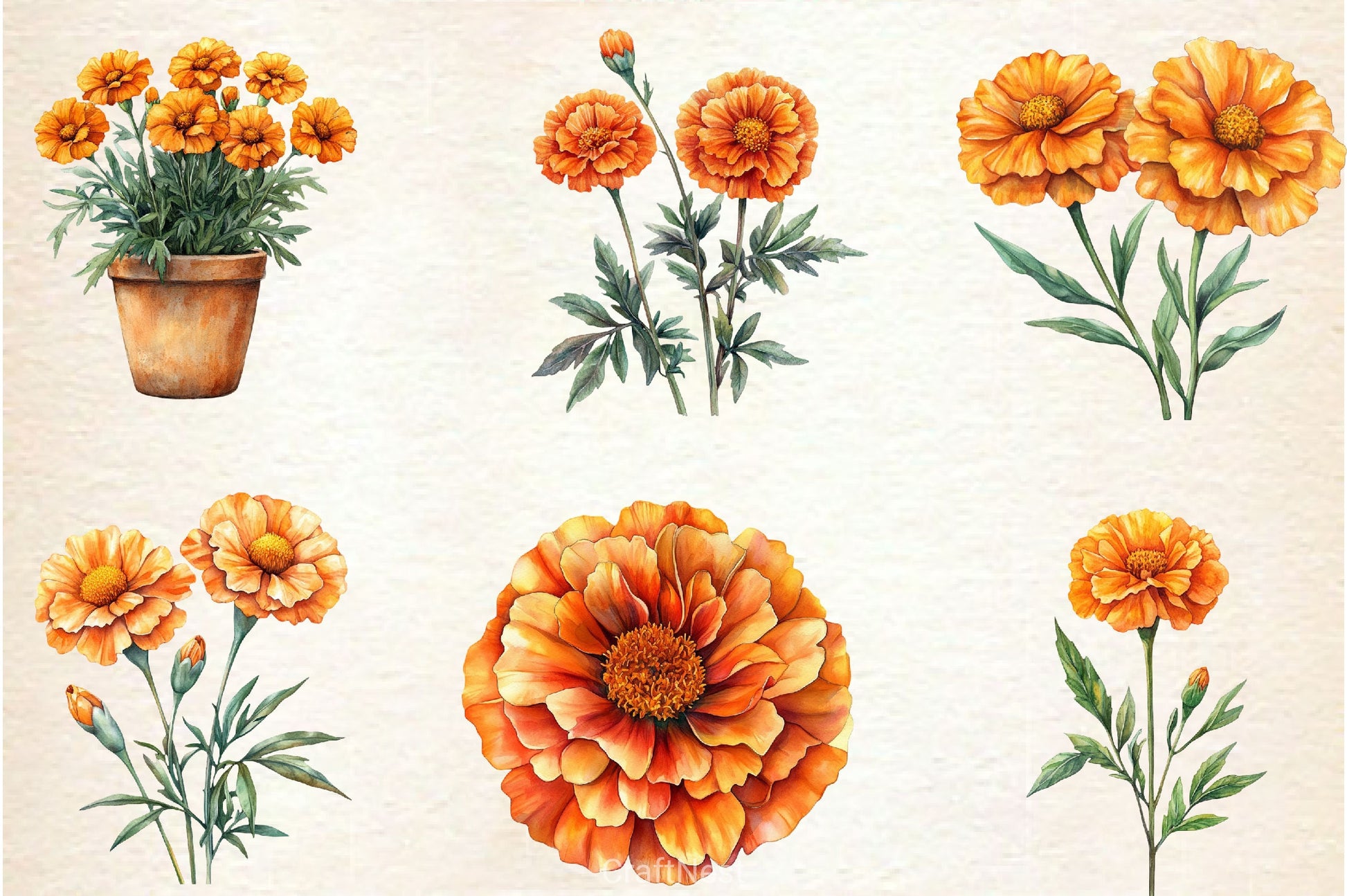 Marigold Clipart Bundle 3 - CraftNest - Digital Crafting and Art