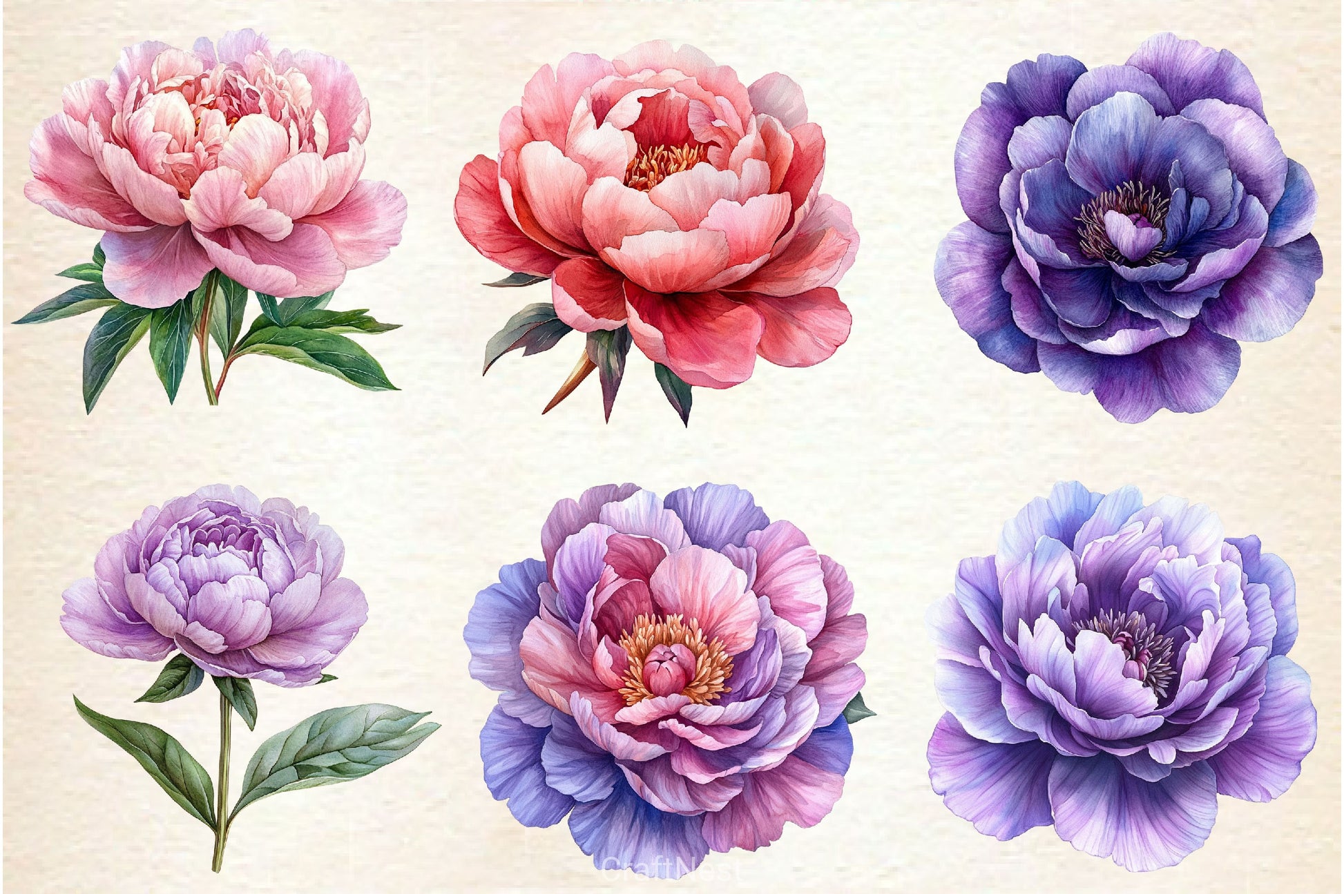Pink & Purple Peony Flowers Clipart Bundle - CraftNest - Digital Crafting and Art