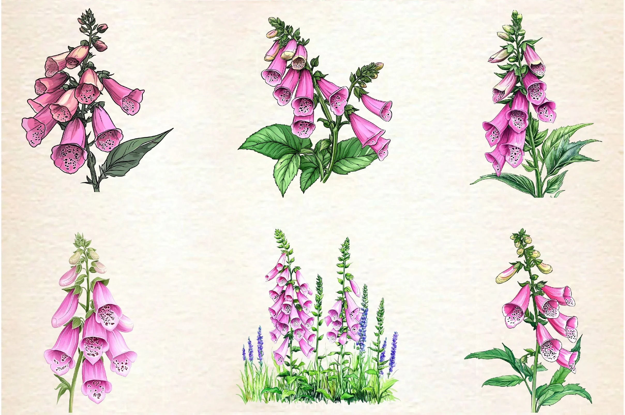 Pink Flowers Foxglove Clipart Bundle - CraftNest - Digital Crafting and Art