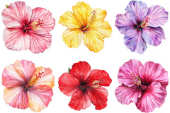 Hibiscus Flower Clipart - CraftNest - Digital Crafting and Art