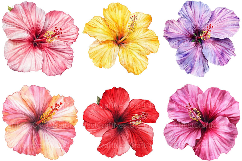 Hibiscus Flower Clipart - CraftNest - Digital Crafting and Art