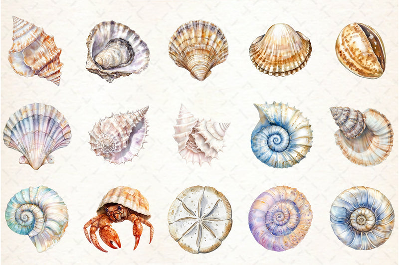 Sea Shells Clipart Bundle - CraftNest - Digital Crafting and Art