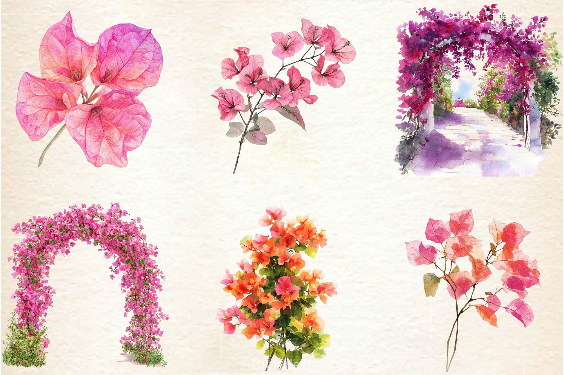 Bougainvillea Flower Clipart Bundle 3 - CraftNest - Digital Crafting and Art