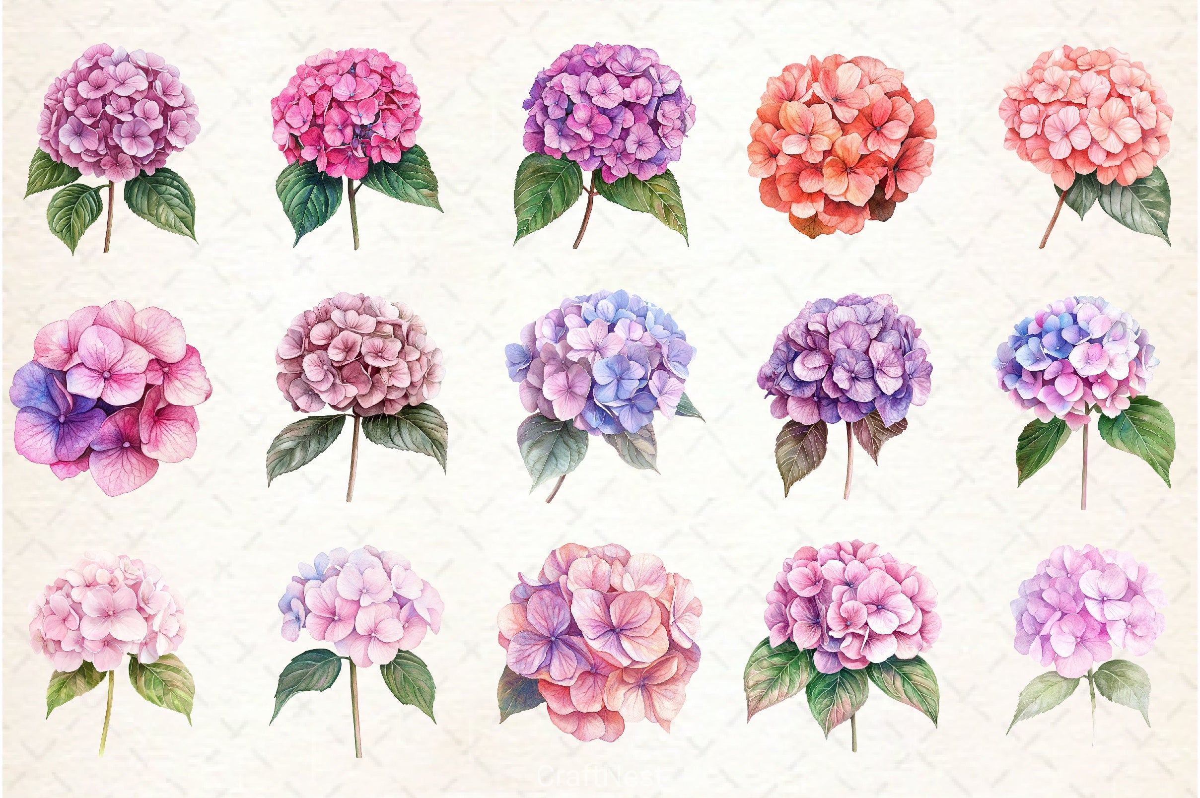 Hydrangea Clipart Bundle 12 - CraftNest - Digital Crafting and Art