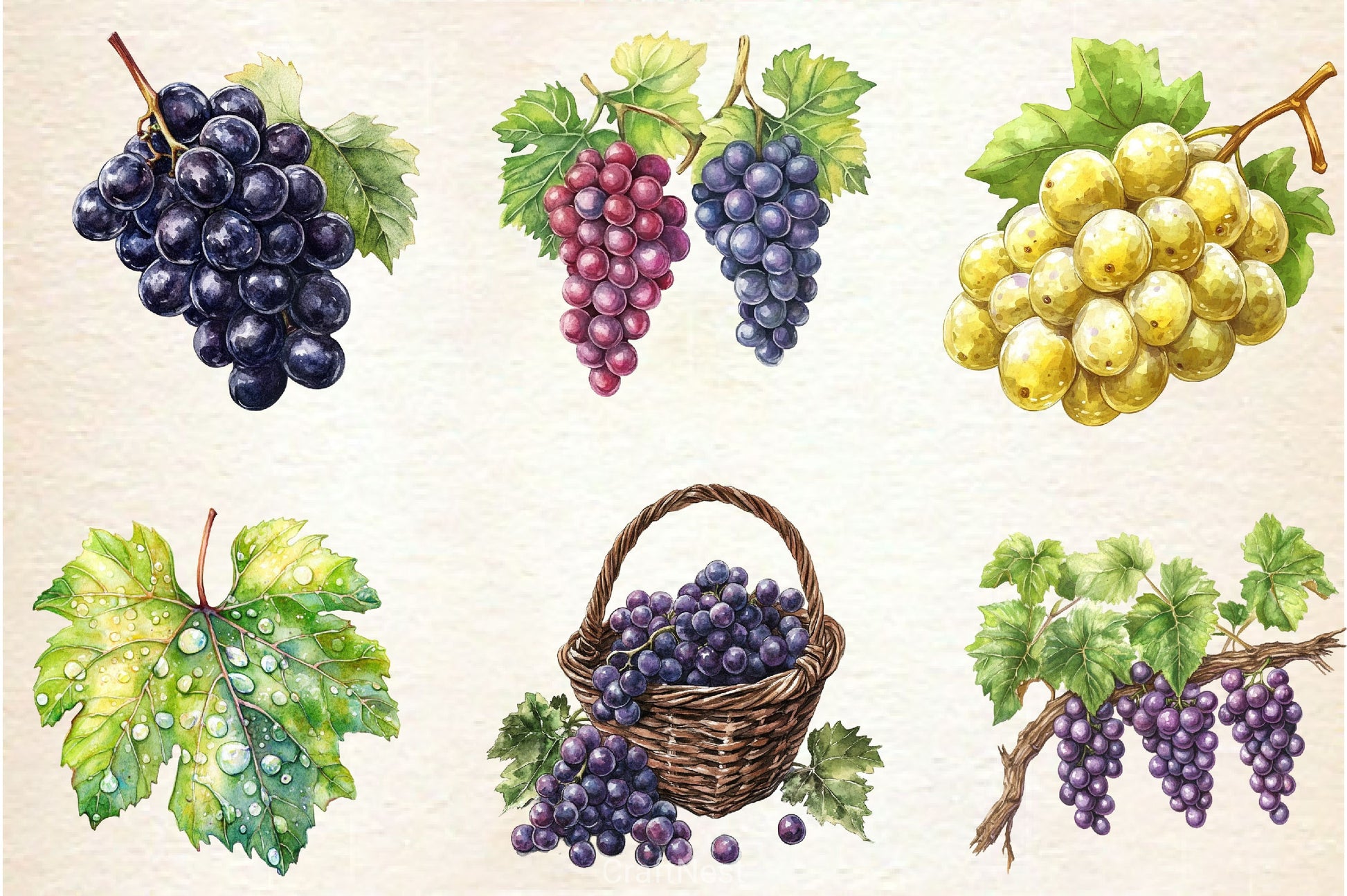 Grape Clipart Bundle 2 - CraftNest - Digital Crafting and Art
