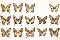 Leopard Butterfly Clipart Bundle - CraftNest - Digital Crafting and Art