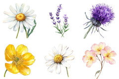 Well Defined Wildflower Clipart - CraftNest - Digital Crafting and Art