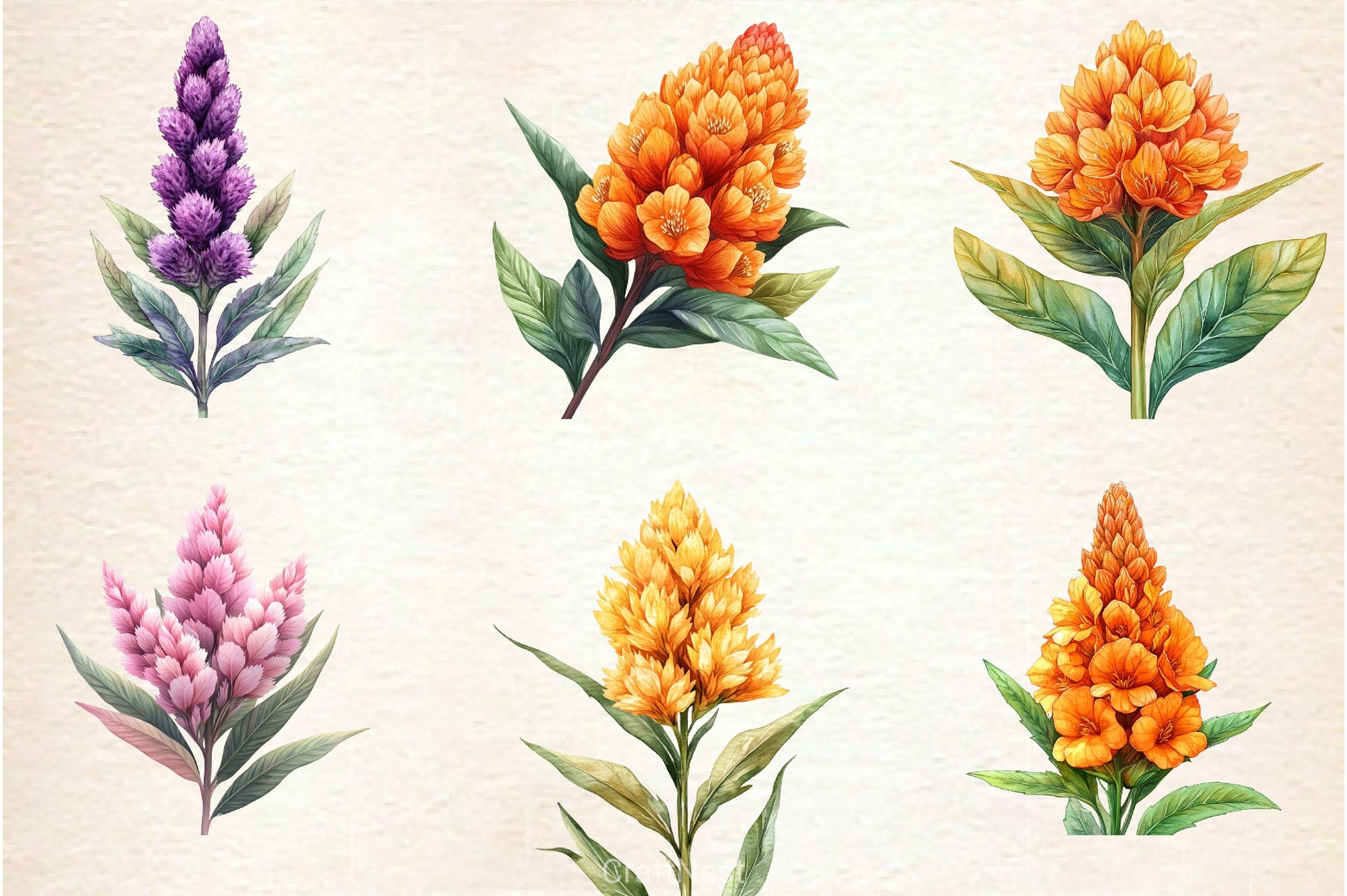 Celosia Flower Clipart Bundle 2 - CraftNest - Digital Crafting and Art