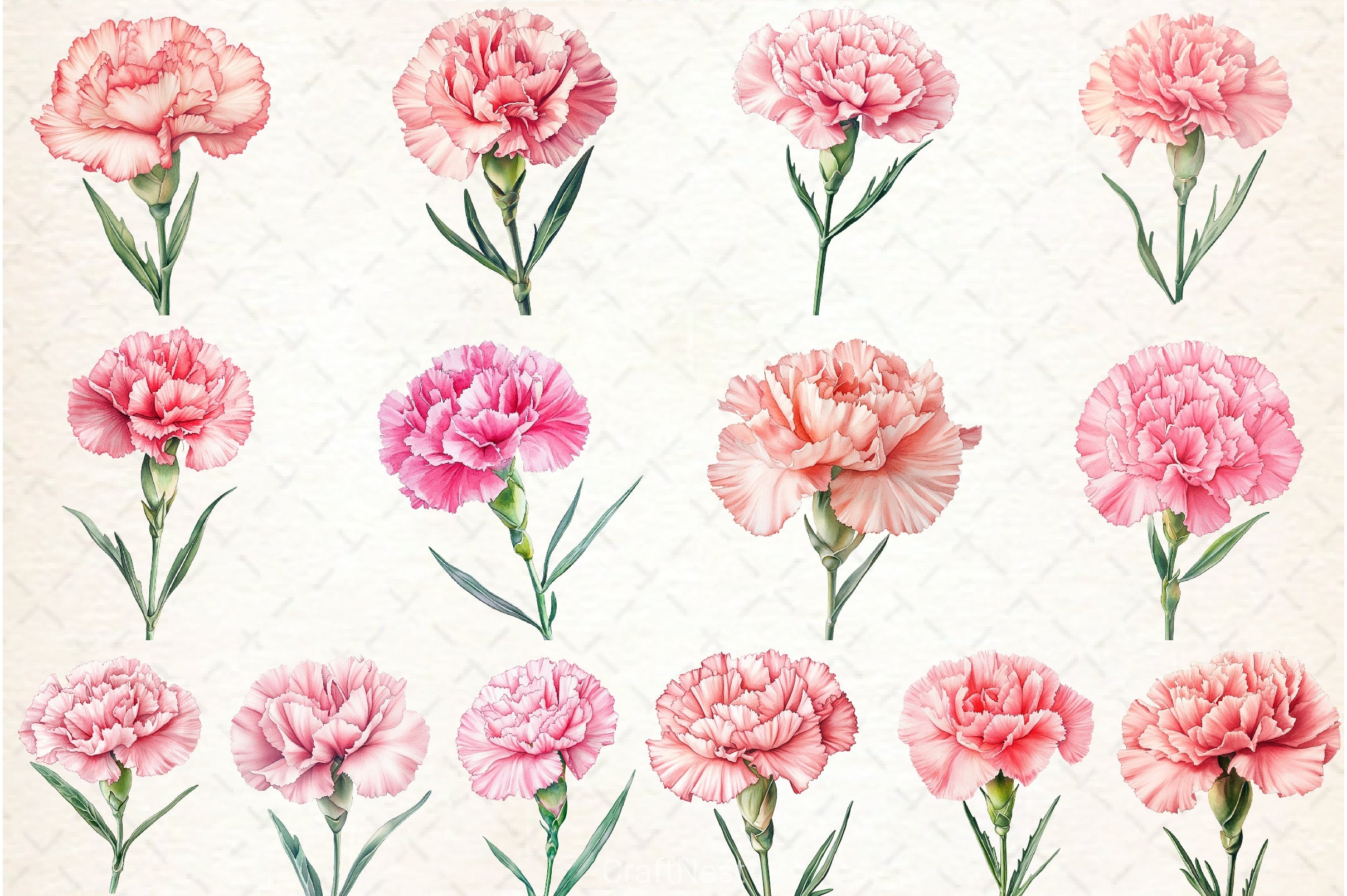 Carnation Flower Clipart Bundle - CraftNest - Digital Crafting and Art