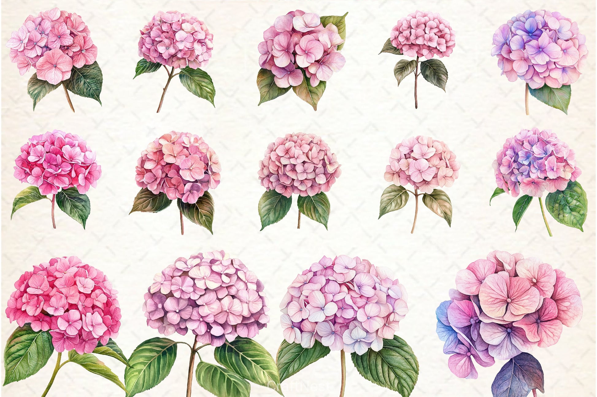 Hydrangea Clipart Bundle 12 - CraftNest - Digital Crafting and Art