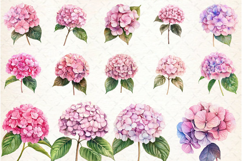 Hydrangea Clipart Bundle 12 - CraftNest - Digital Crafting and Art