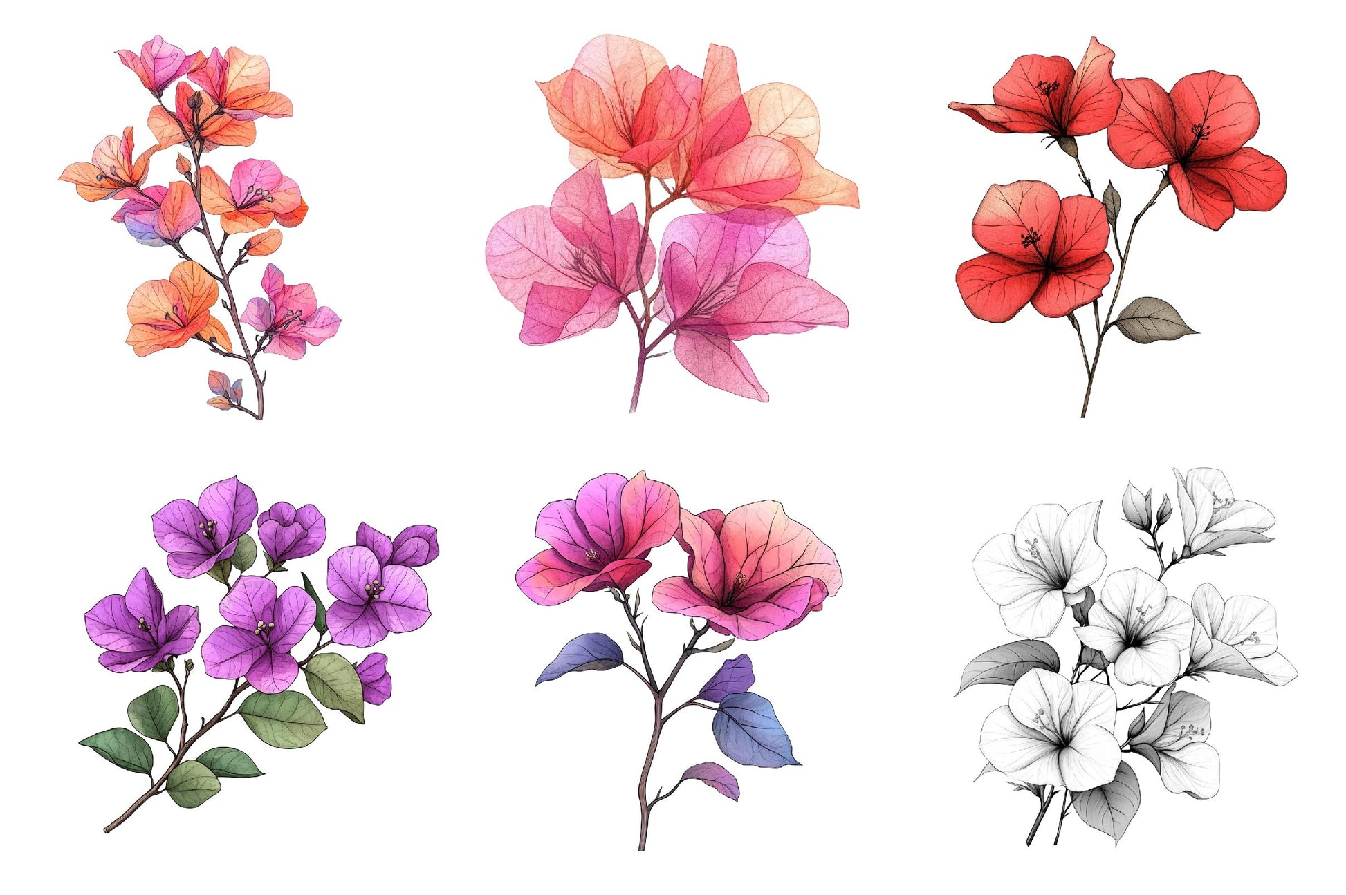 Bougainvillea Flower Clipart Bundle 2 - CraftNest - Digital Crafting and Art
