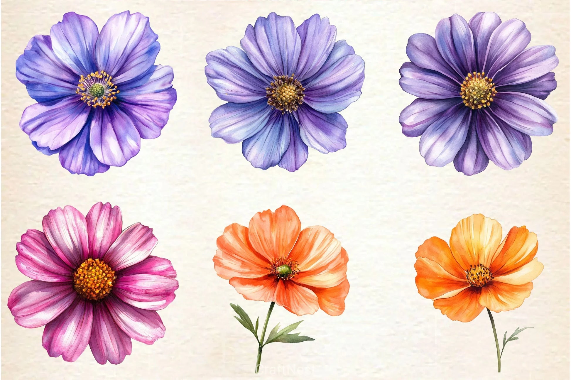 Cosmos Flower Bloom Clipart Bundle 2 - CraftNest - Digital Crafting and Art