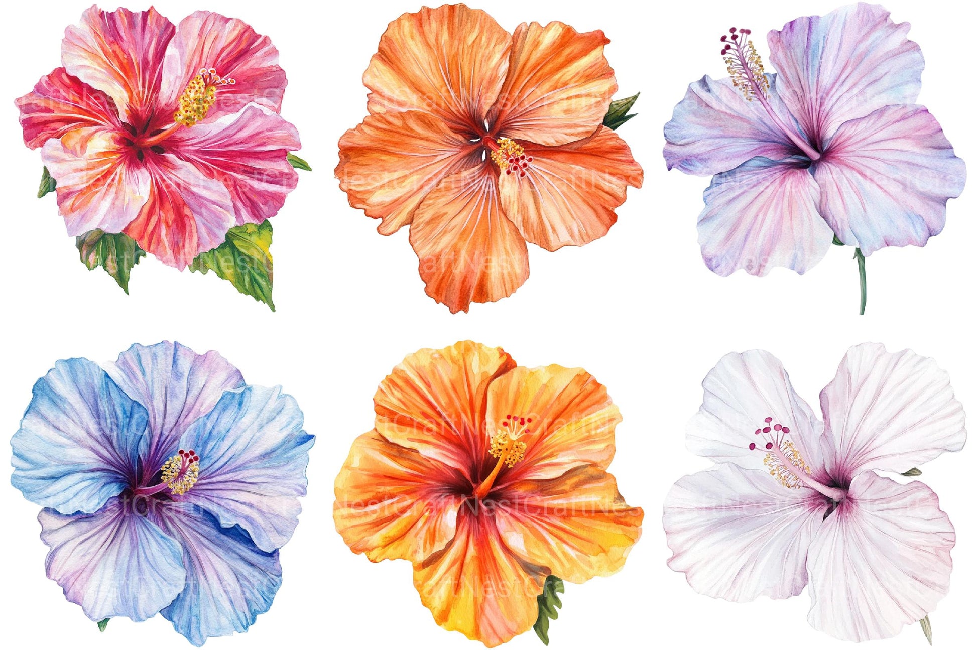 Hibiscus Flower Clipart - CraftNest - Digital Crafting and Art
