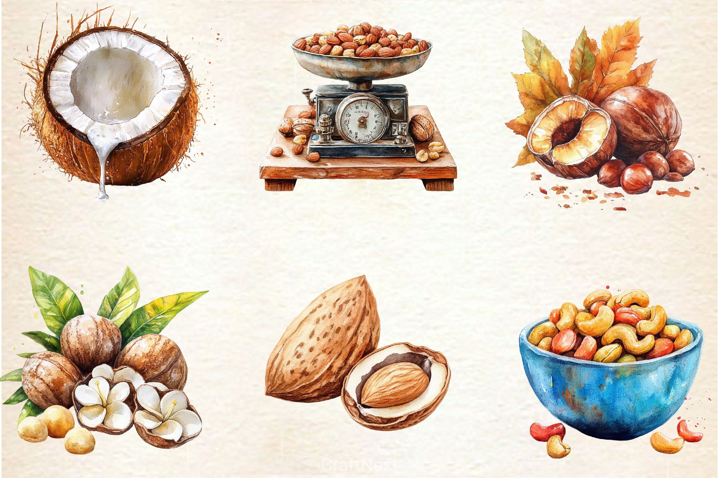 Nuts Clipart Bundle 2 - CraftNest - Digital Crafting and Art